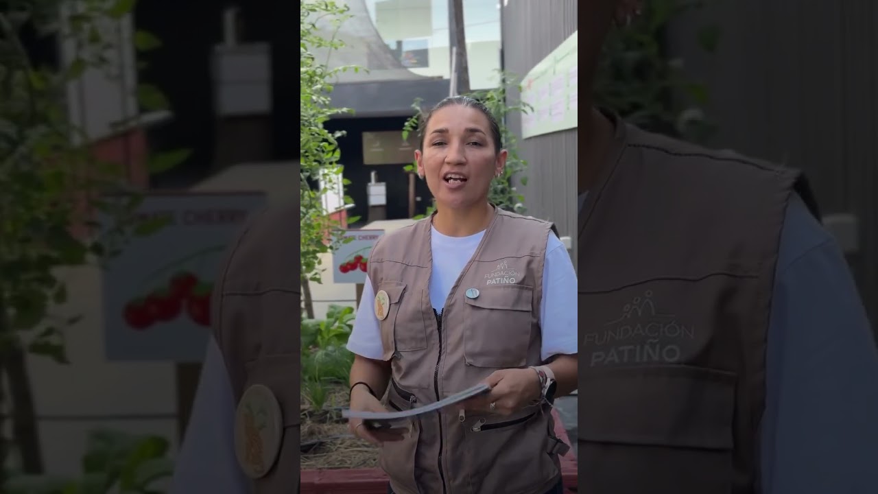 Las arañas no son insectos