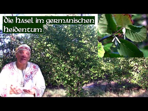 Die Hasel im germanischen Heidentum (Allsherjargode 79)