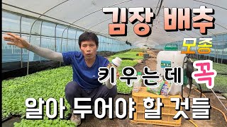 여름철 김장배추 모종  전문가 처럼 키우는 법!!  꼭 알아야 하는 몇가지  ?