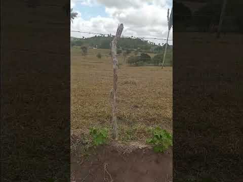 Zona Rural de Remígio PB