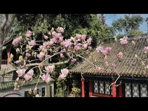 China's oldest saucer magnolia tree is in full bloom