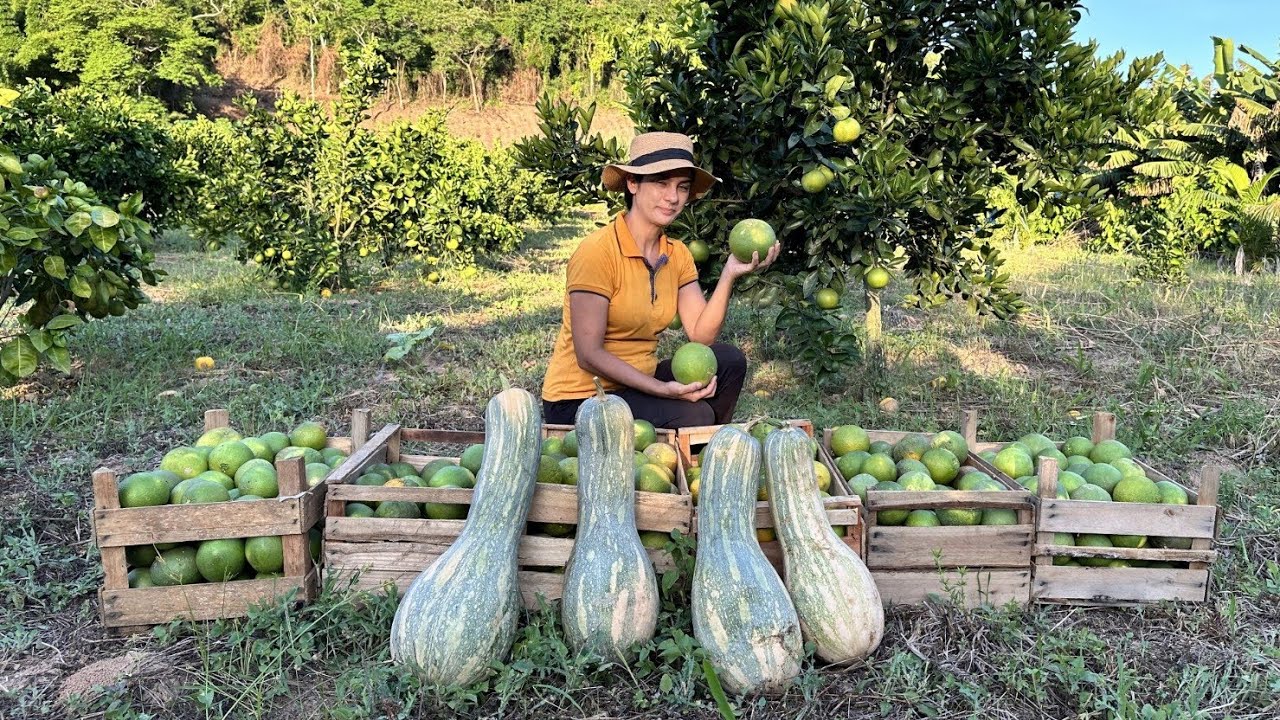 Dia de colheita de laranjas- com receitas simples e maravilhosas