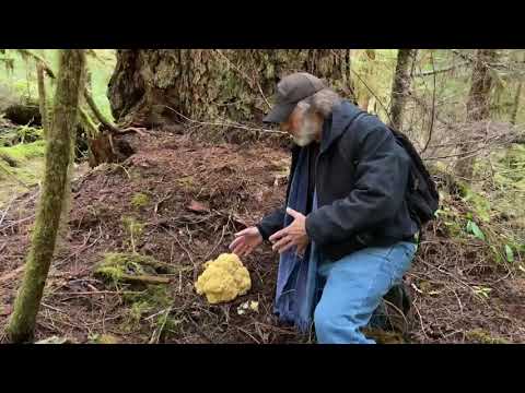 Paul finds Sparassis crispa, the cauliflower mushroom!