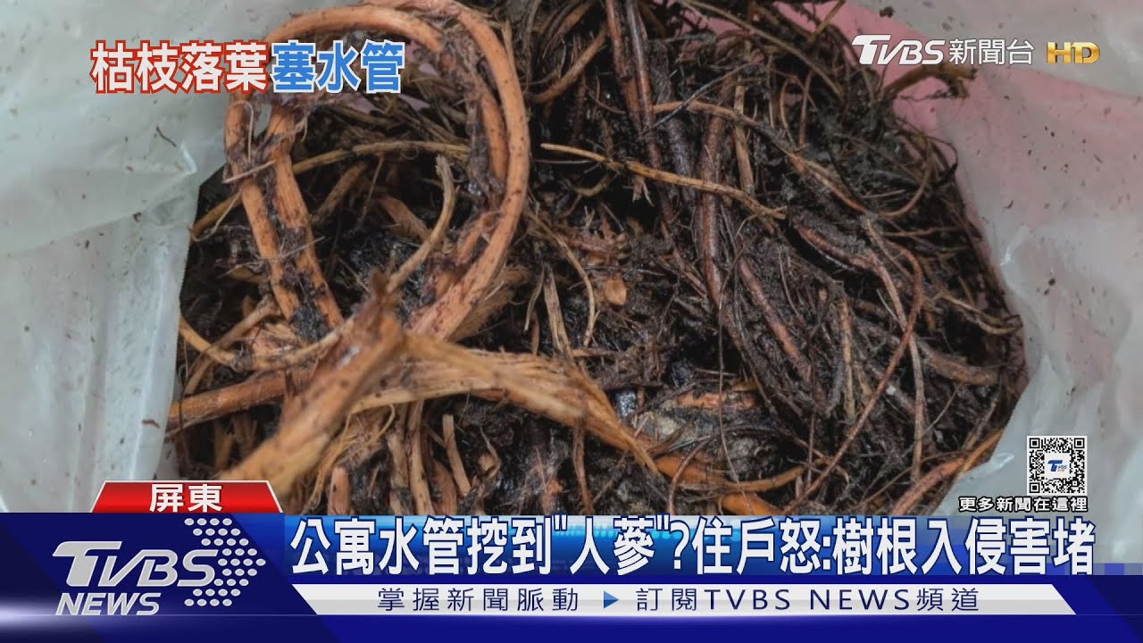公寓水管挖到「人蔘」?樹根入侵害堵塞 住戶控:對方不認帳