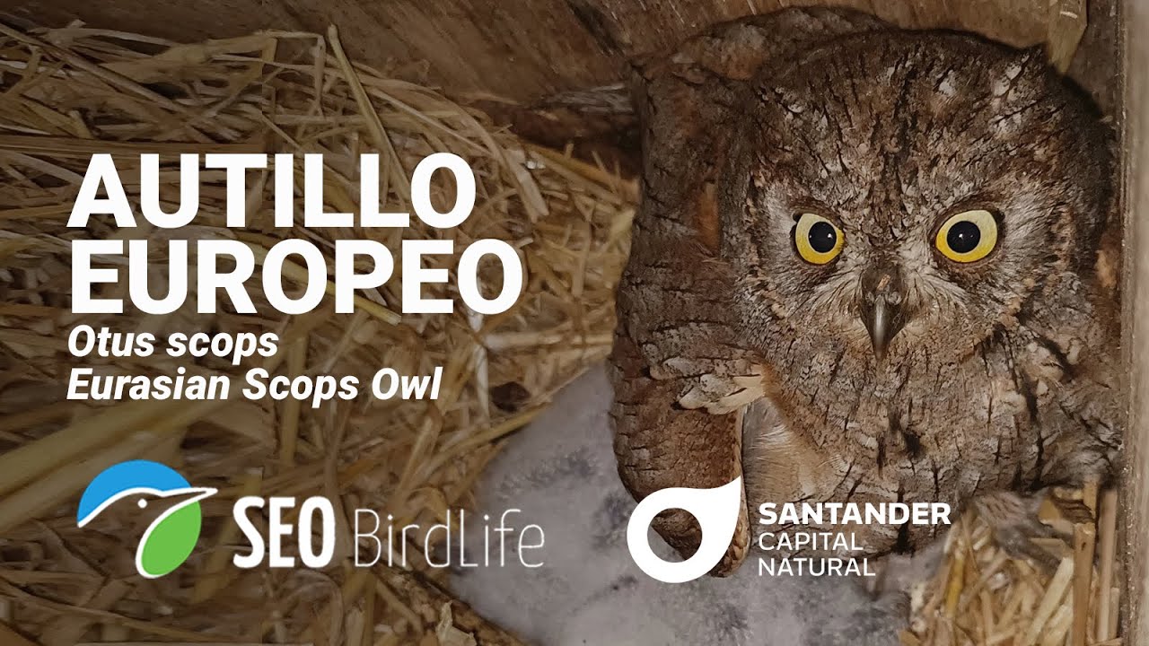 Live webcam view of Santander Scops Owl Nest Cam