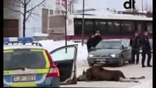 Moose Said F**k It: Commits Suicide Jumping Off A Building! [HD]