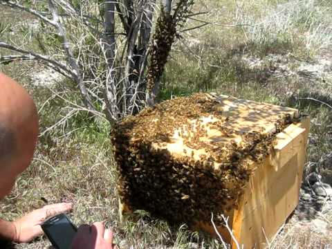 Swarm Catching Full movie part2.mov