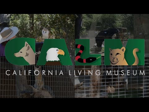 Virtual Tour at CALM!