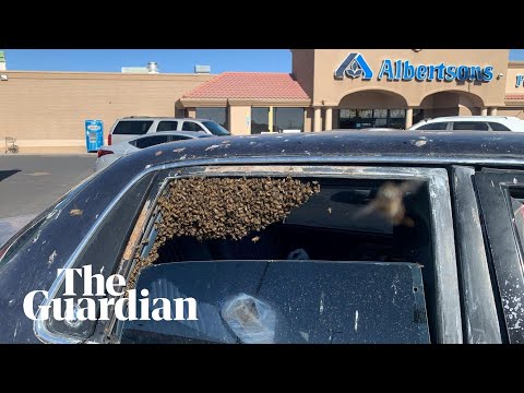 US man finds giant bee swarm in his car after shopping trip