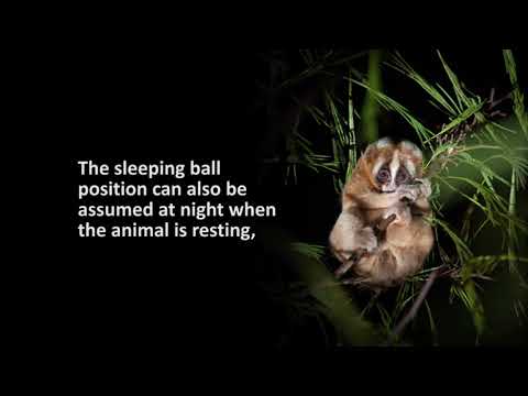 Sleeping Ball - Slow Loris Ethogram - Postures - The Little Fireface Project