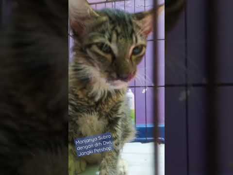 Manja Subro dengan drh Dwi