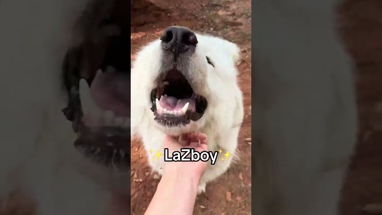 Enlarge LaZboy in GA - Goofy & Lovable, a Adopted Great Pyrenees in Gainesville, GA video 4/4