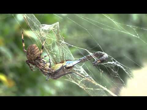 A Spider's Dinner
