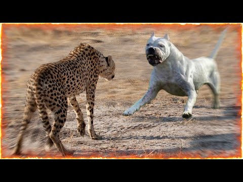 Dogo Argentino VS Cheetah