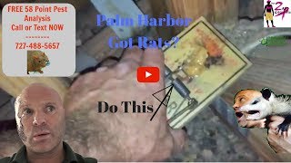 How To Get Rid Of Rats In Palm Harbor, FL