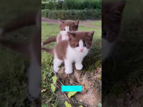 Funny Cats 2024 😸 Cat Fight 😻 # #1465