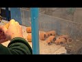 Peterson Pipes Of Ireland Rustication Process