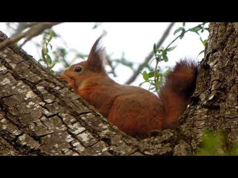 Hide-and-Seek with a Eurasian Red Squirrel (Sciurus vulgaris), Bulgaria