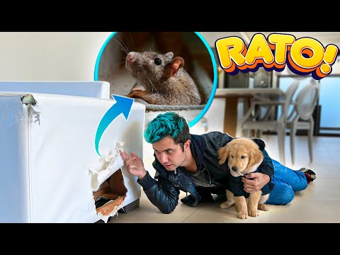 RATO INVADIU A CASA E OS CACHORROS DESTRUIRAM O SOFÁ ! - Vida de Maloucos #12