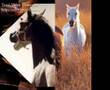 araz elses - atlar 