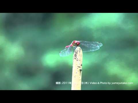 動画サムネイル