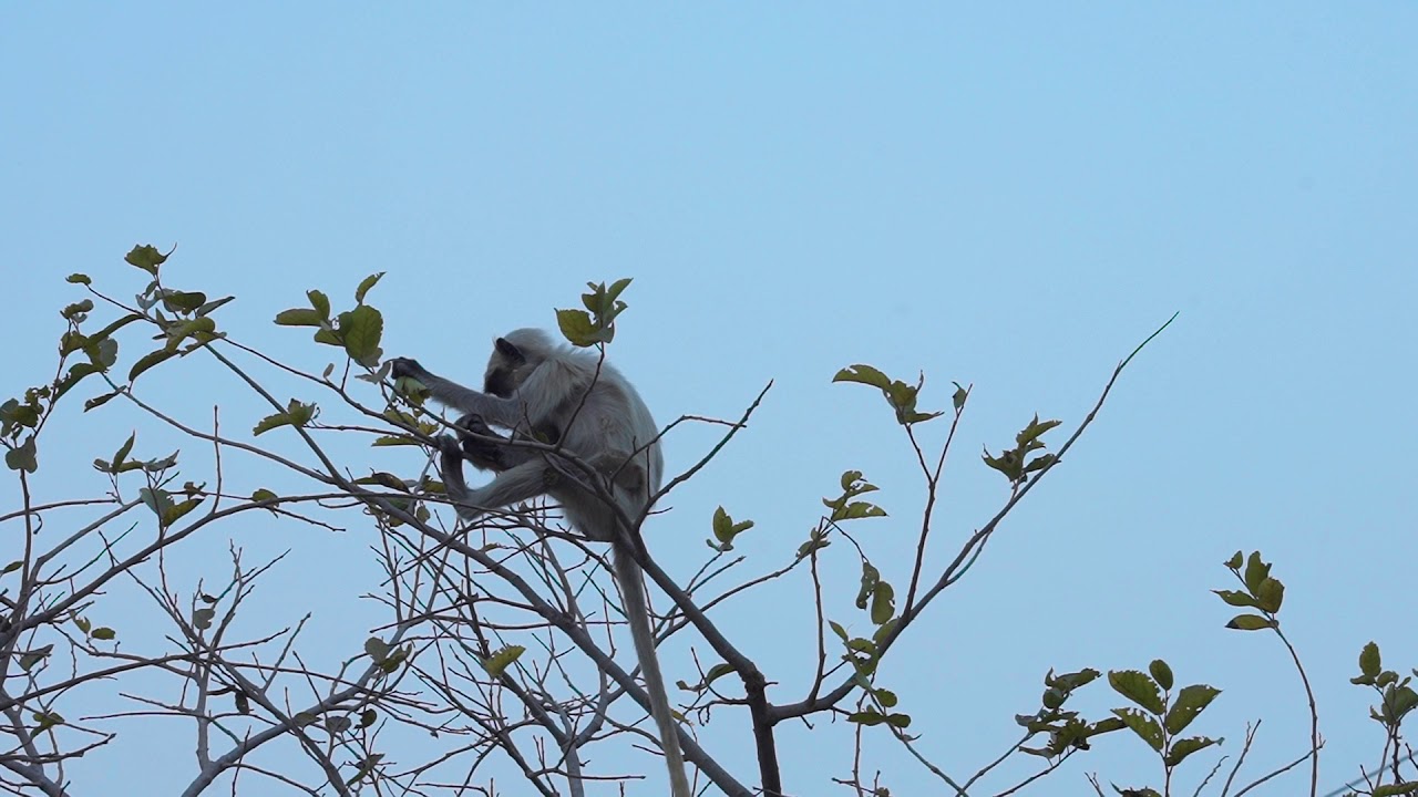 MONKEY | 4k Stock video | Royalty  Free