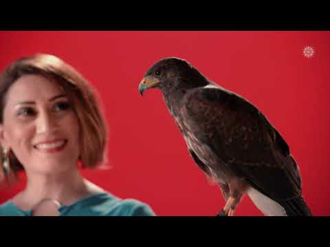 Azerin & Yücel Arzen - İncitme (İsmailce) | Abdurrahim Karakoç