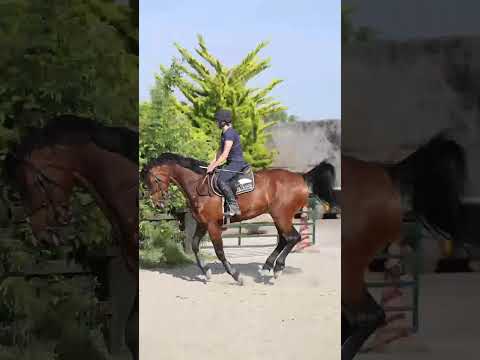 Genuine 6 year old SJ bred mare - Goresbridge 392 - Image 2