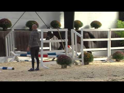 29. Mecklenburger Körtage - Kat.Nr. 61 Hengst v. Cornets Ibero