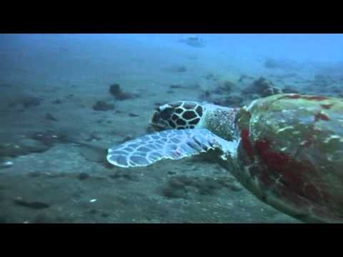 Schildkröte am Wrack der US Liberty, Bali/Tulamben,Indonesien