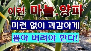 [텃밭농부. 1,369]  이런 마늘과 양파는 미련 없이 과감하게 뽑아 버리세요!. #마늘재배 #양파재배