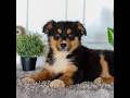Australian Shepherd dogs for sale: Eddie - Video 1