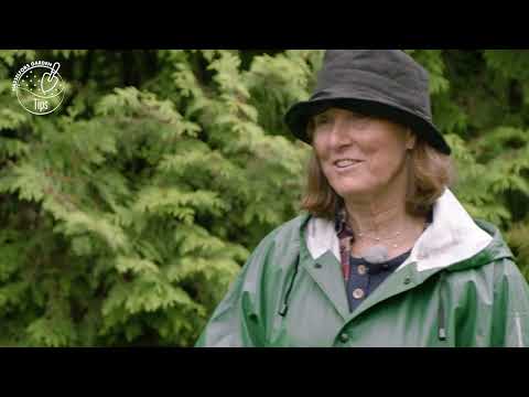 Så planterar du ett träd