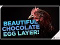 Check out the Black Copper Marans Chicken!