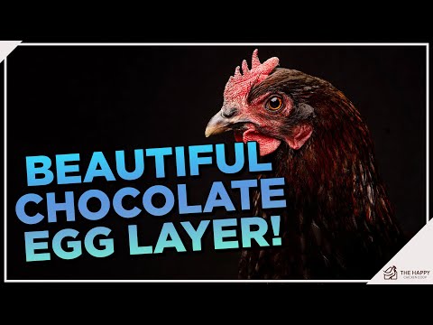 Check out the Black Copper Marans Chicken!