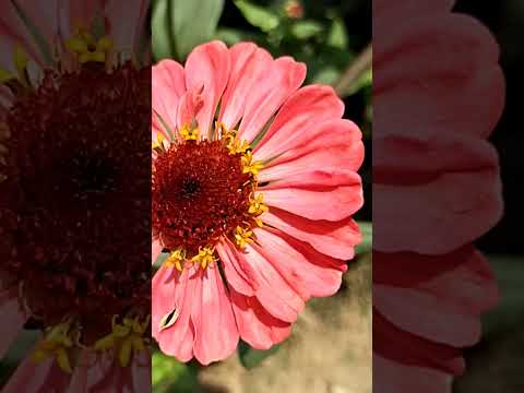 at Chandrakona parimal kanon picnic spot. #short #flowers