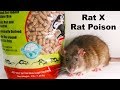Why Rat X Is The Only Rat Poison I Will Ever Use - Safe & Effective - Mousetrap Monday