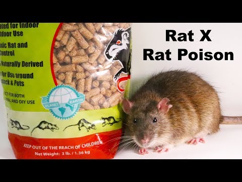 Why Rat X Is The Only Rat Poison I Will Ever Use - Safe & Effective - Mousetrap Monday