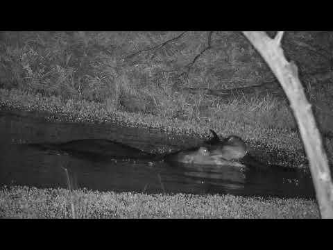Djuma: Hippo playing with big log in corner of the dam - 02:13 - 05/07/2022