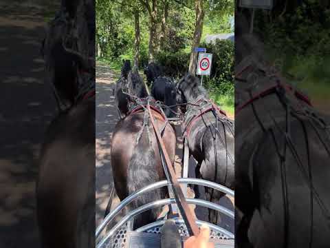 Stal Okkema in the forest with Tom, Erwin, Zepp and Dender