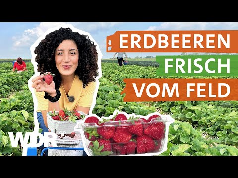 Warum die Erdbeerernte so harte Arbeit ist | neuneinhalb | WDR