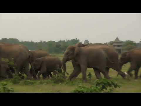 elephant herd crossing with sound