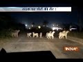 Caught on Camera:  Lions stroll the roads of Gujarat