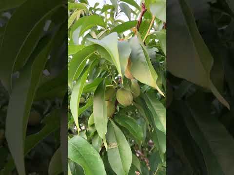 これが、すぐに果樹にホイルを被せるべき理由です。  庭園