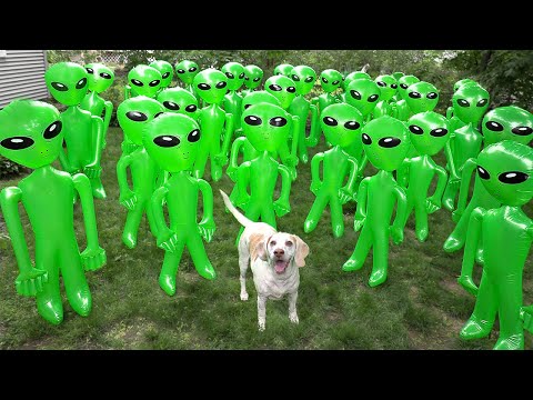 Dog vs Alien Apocalypse Prank! Funny Dogs Maymo & Potpie Battle Epic Aliens Prank