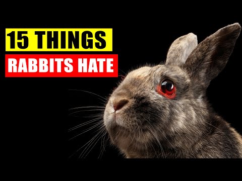 YouTube video about: Why do rabbits have whiskers?
