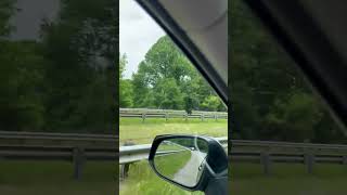 Bear crossing the interstate in western North Carolina. #wildlife #nature #blackbear #bears