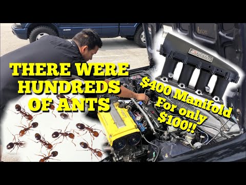 $100 Ultra Skunk2 Manifold!!