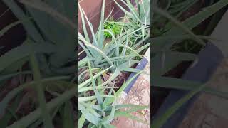 Aloe vera plant /flower available for sale..#aloevera #plants