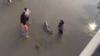 Sauvetage Bébé Grand requin blanc échoué sauvé